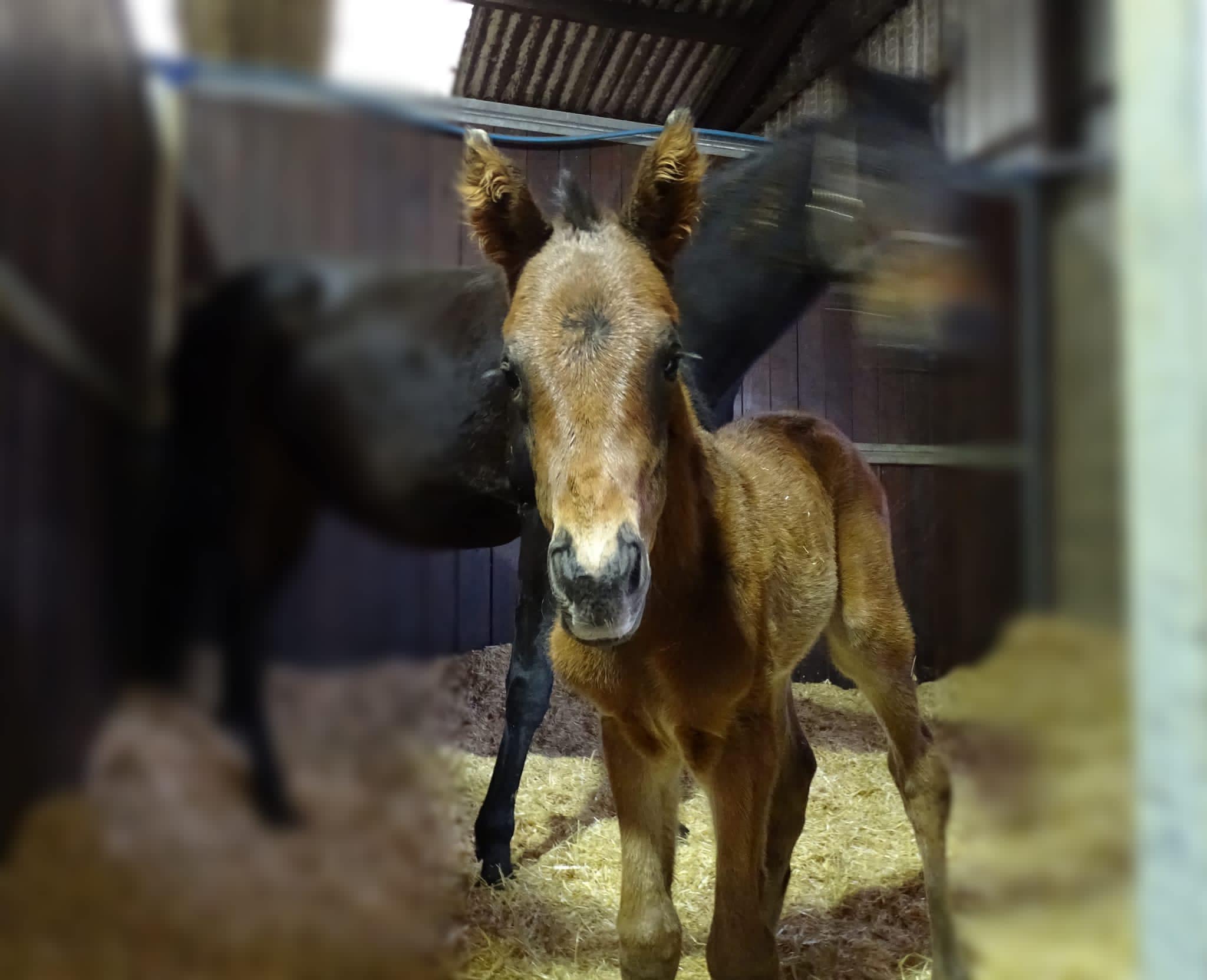 Bourbon Beauty's filly foal by Planteur