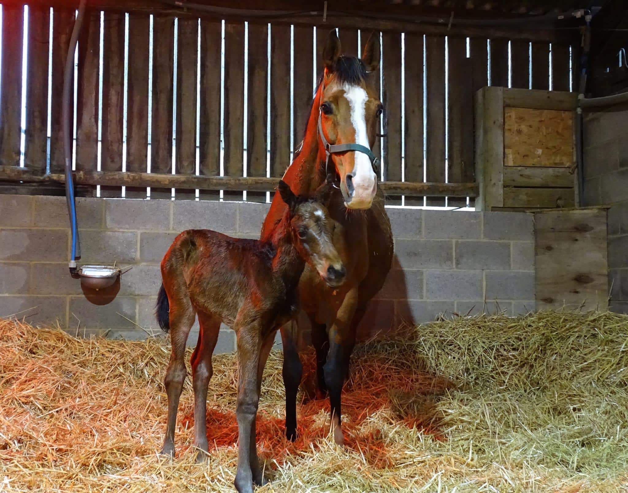 Maybell and her filly foal by Frontiersman