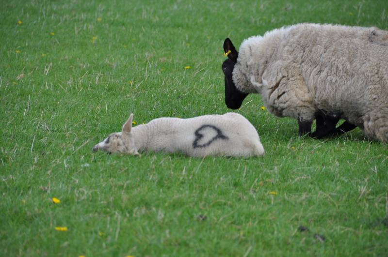 Ed Cookson's pet lamb! Ed Cookson's pet lamb!