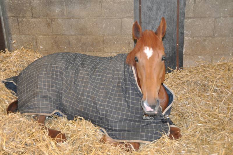 Un named Desert King 5 year old out of Lady of Gortmerron Un named Desert King 5 year old out of Lady of Gortmerron
