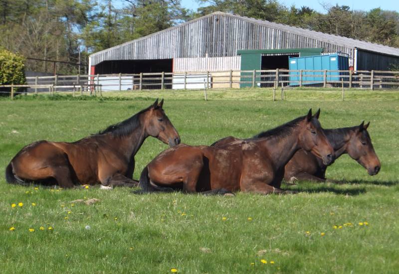 The Rainbow Hunter, Harry Topper and Ballywatt all enjoying a rest The Rainbow Hunter, Harry Topper and Ballywatt all enjoying a rest