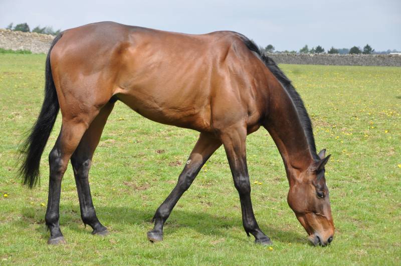 Un Ace relaxing too.. He features on the for sale page Un Ace relaxing too.. He features on the for sale page