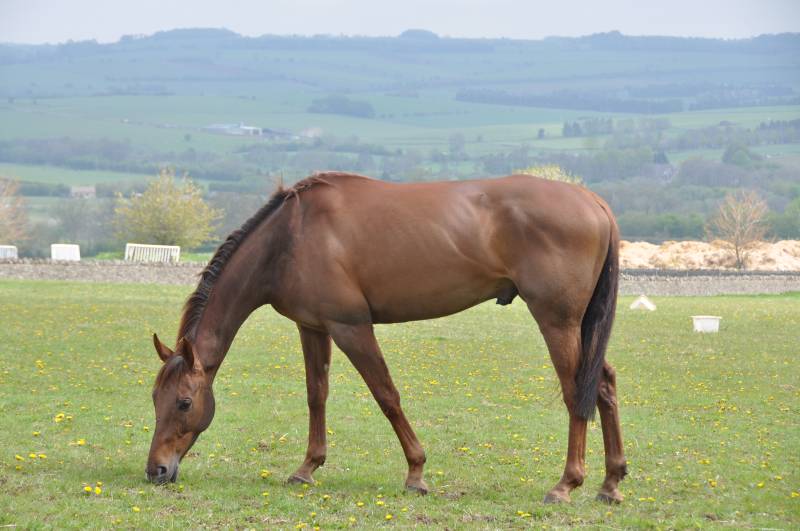 Patsys Castle enjoying some grass Patsys Castle enjoying some grass