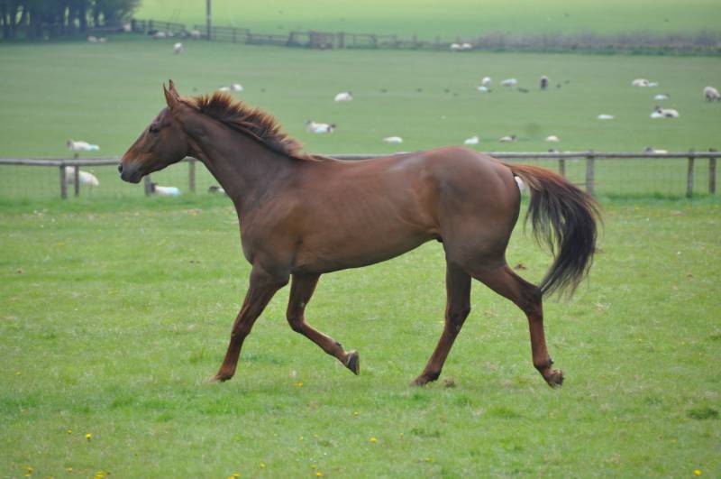 Free...Patsys Castle who is now owned by Phil Moorby. A first horse Free...Patsys Castle who is now owned by Phil Moorby. A first horse