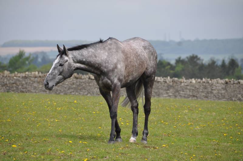 Wednesdays Uttoxeter winner Silver Eagle relaxing Wednesdays Uttoxeter winner Silver Eagle relaxing