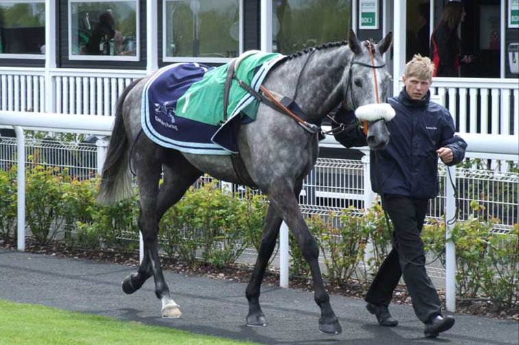 Silver Eagle walking around the paddock before the race Silver Eagle walking around the paddock before the race