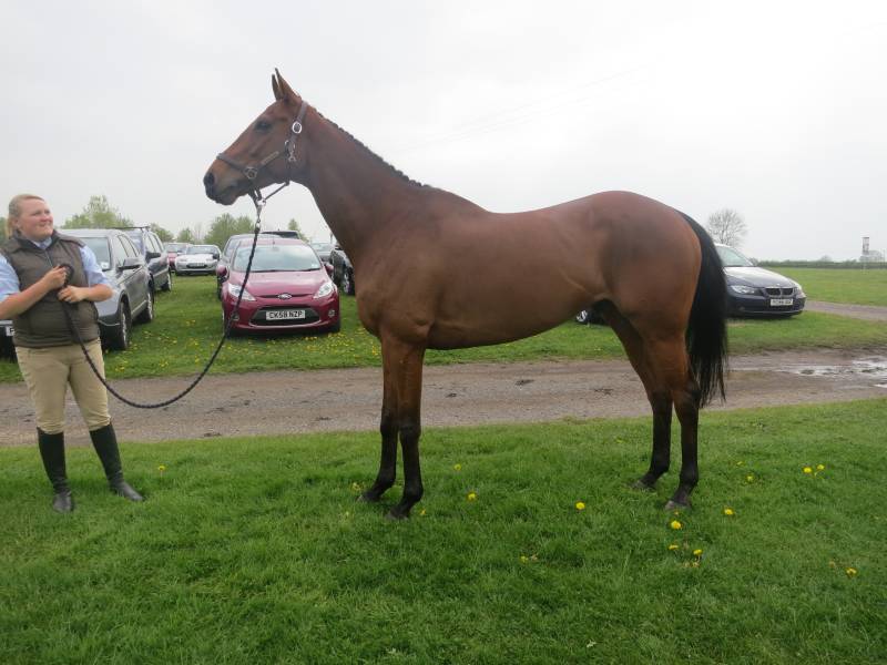 Eastern Supreme with his regular rider Sian Williams. ES is now owned Sians mother Francessa Eastern Supreme with his regular rider Sian Williams. ES is now owned Sians mother Francessa