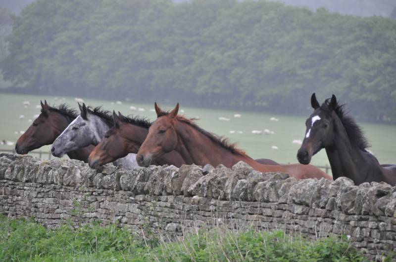 Watching the schooling. We did that once? Watching the schooling. We did that once?